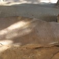Rupnath – An Ashokan Minor Rock-Edict Introduction – Rupnath is a famous pilgrimage spot of Katni district. It is the place of Rupnatheshvar, a name of Shiva given to this pilgrim place. Local traditions connect it...